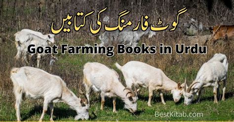 goat farming book in urdu pdf